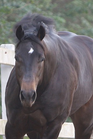 Jambo Apollo