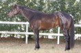 /album/jambo-apollo-p112431/a122-1415-jpg2/