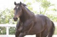 /album/jambo-apollo-p112431/a122-1472-2-jpg1/